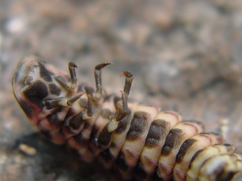 Larva di Lampyris noctiluca